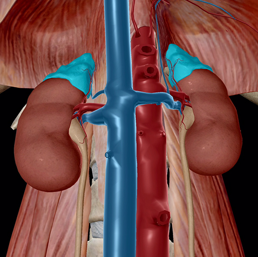 endocrine-system-adrenal-glands